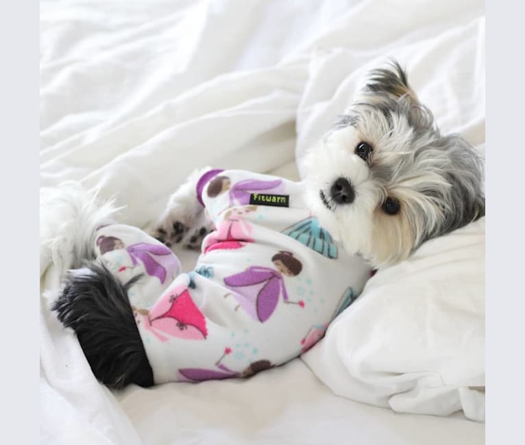 Biewer maltese mix puppies outlet