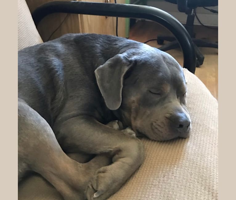 Primo, a Rottweiler and Neapolitan Mastiff mix tested with EmbarkVet.com