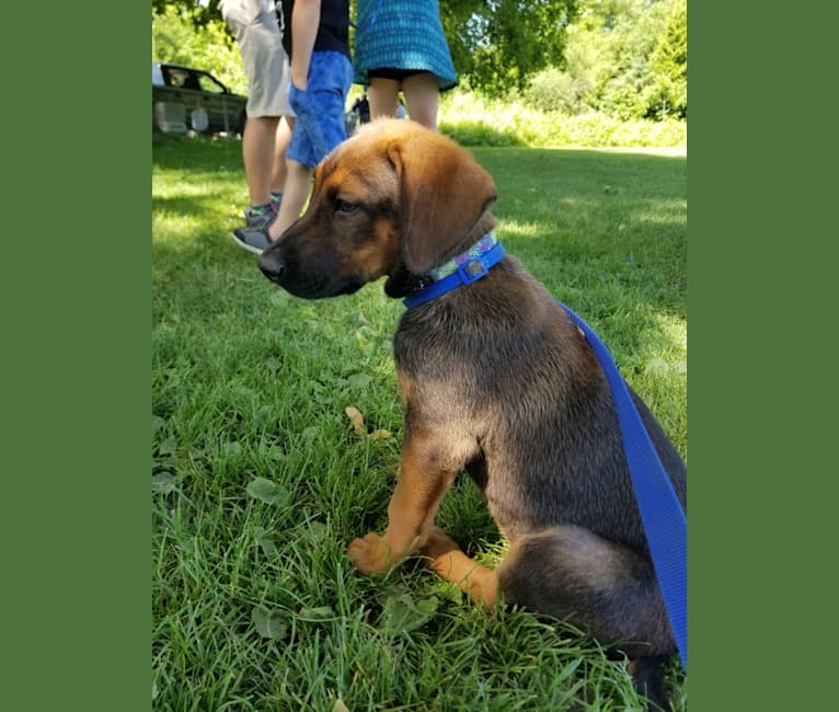 Ophelia Bean, a Doberman Pinscher and Belgian Malinois mix tested with EmbarkVet.com