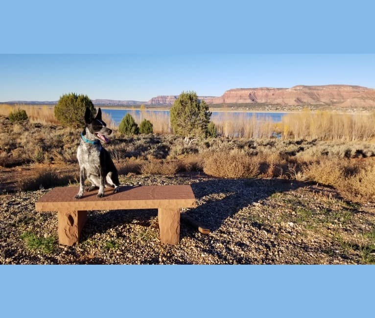 Annie, an Australian Cattle Dog and American Pit Bull Terrier mix tested with EmbarkVet.com