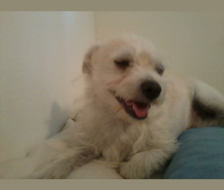 Photo of Scrappy, a Poodle (Small), Chihuahua, and Pomeranian mix in Riverside, California, USA