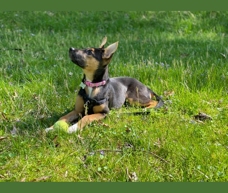 Lola, a German Shepherd Dog and American Pit Bull Terrier mix tested with EmbarkVet.com