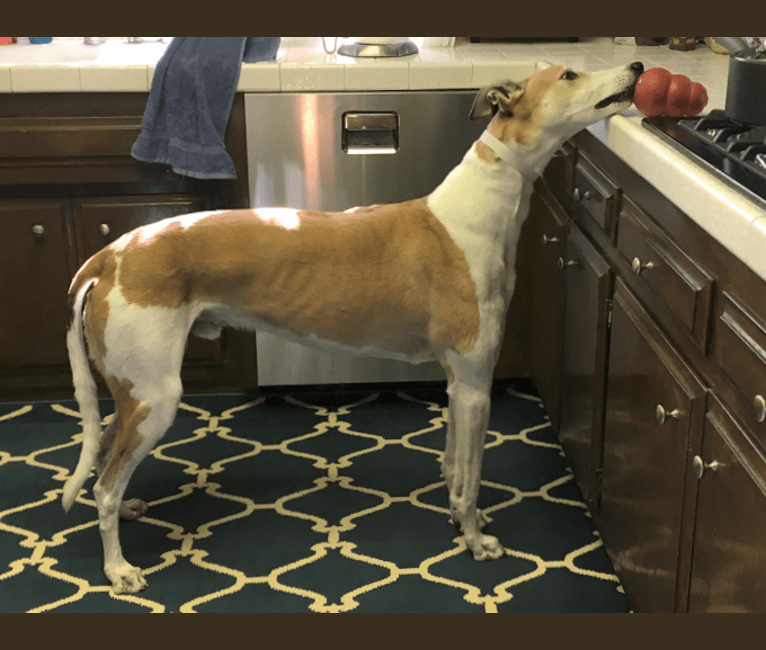 Coe, a Greyhound tested with EmbarkVet.com