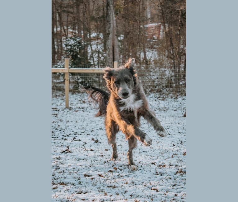 "Camber Tilt for Speed" aka Cam, an American Pit Bull Terrier and Pembroke Welsh Corgi mix tested with EmbarkVet.com