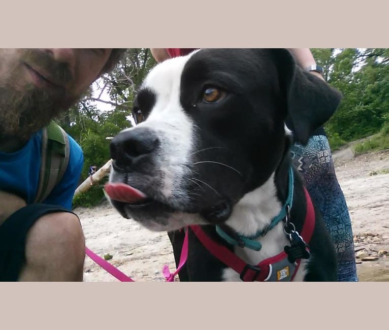 Frankie, an American Bulldog and American Pit Bull Terrier mix tested with EmbarkVet.com