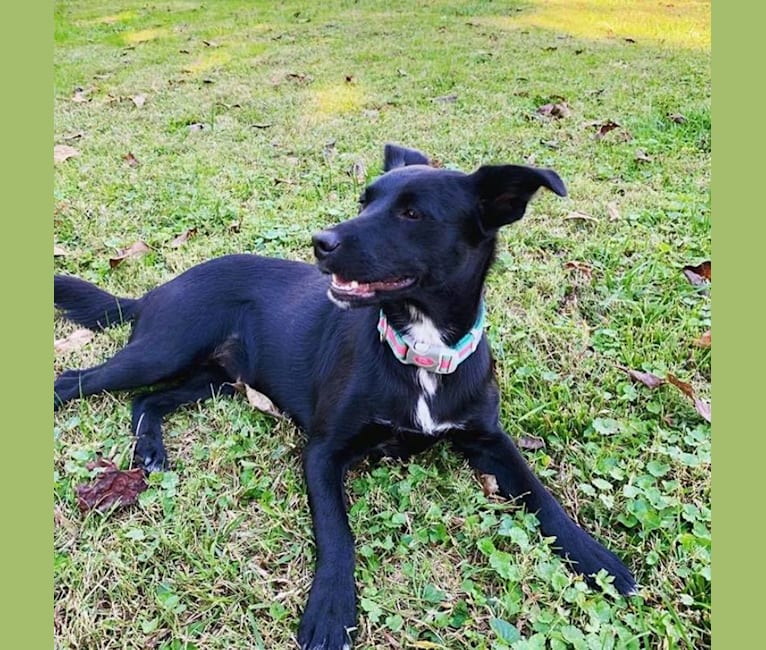 Skye, a Shetland Sheepdog and Labrador Retriever mix tested with EmbarkVet.com