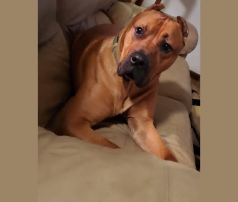 Embark Dog Dna Test Breed