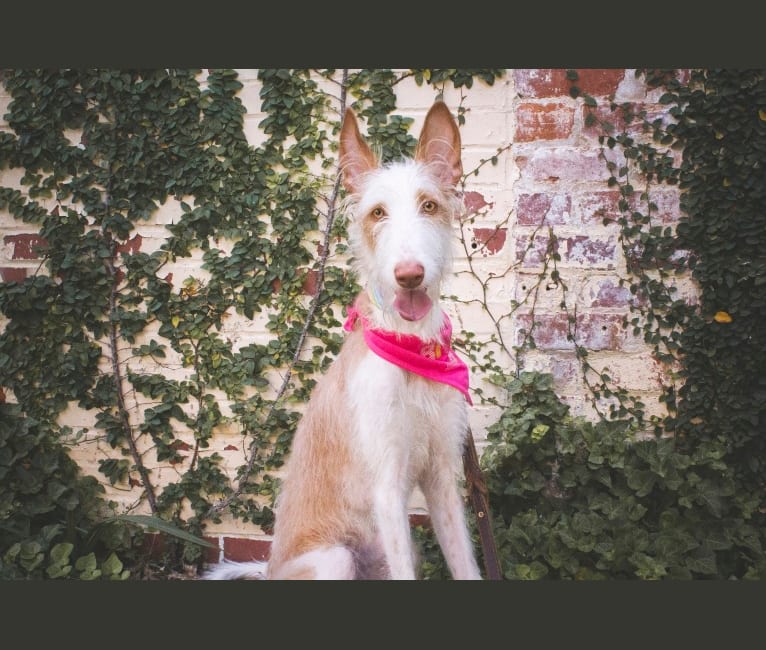 Nevaeh's Bedheaded Beauty, an Ibizan Hound tested with EmbarkVet.com