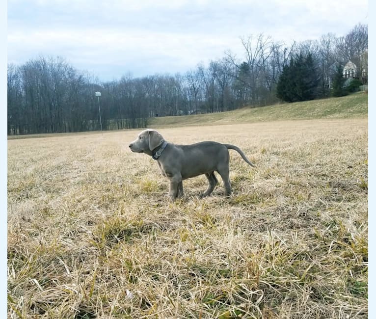 Photo of Oban, a Labrador Retriever  in Shenandoah, VA, USA