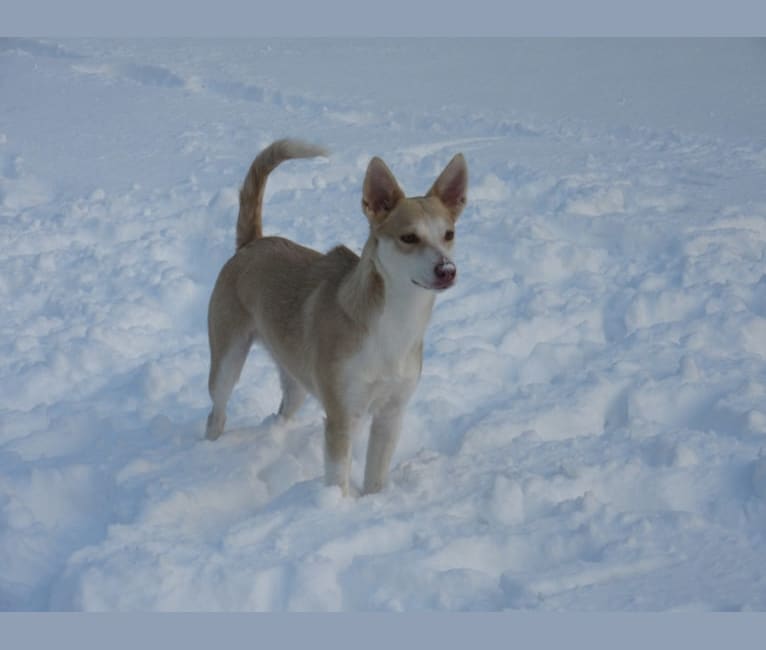 Cadie, an Australian Shepherd and Chow Chow mix tested with EmbarkVet.com