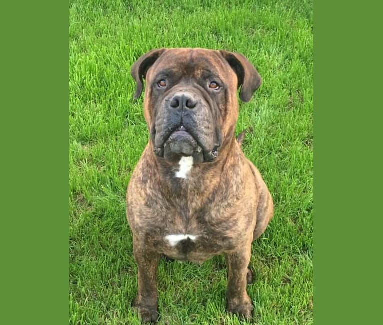 Photo of Beefy, a Bullmastiff  in Copperas Cove, Texas, USA