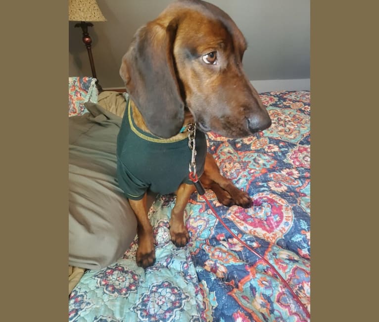 Photo of Watson, a Bavarian Mountain Scent Hound  in Texas, USA