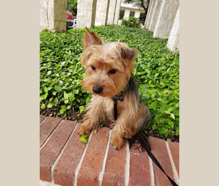 Chauncey, a Yorkshire Terrier tested with EmbarkVet.com