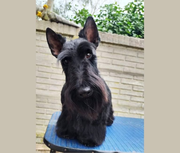 Call To Glory Night Lord Bjorn, a Scottish Terrier tested with EmbarkVet.com
