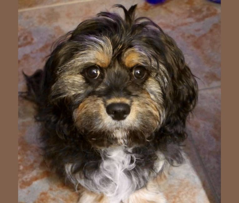 JAKE, a Cavapoo tested with EmbarkVet.com