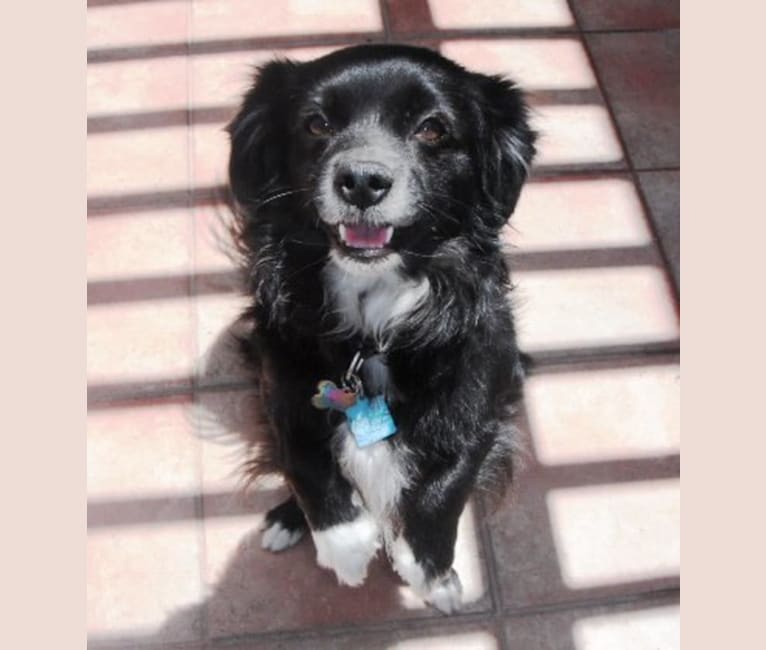 Photo of Rudy, a Pomeranian, Poodle (Small), American Pit Bull Terrier, Cocker Spaniel, and Mixed mix in Wrightwood, California, USA