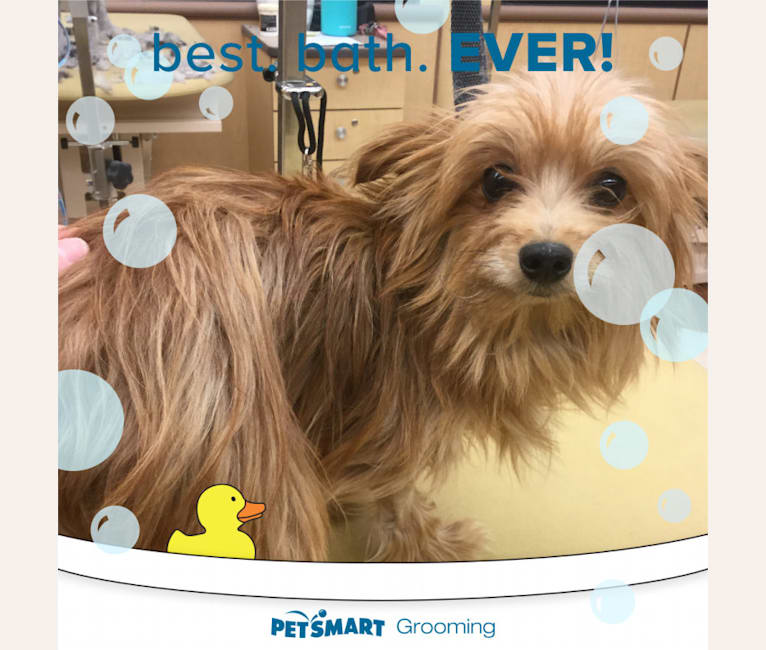 Marty, a Yorkshire Terrier and Pomeranian mix tested with EmbarkVet.com