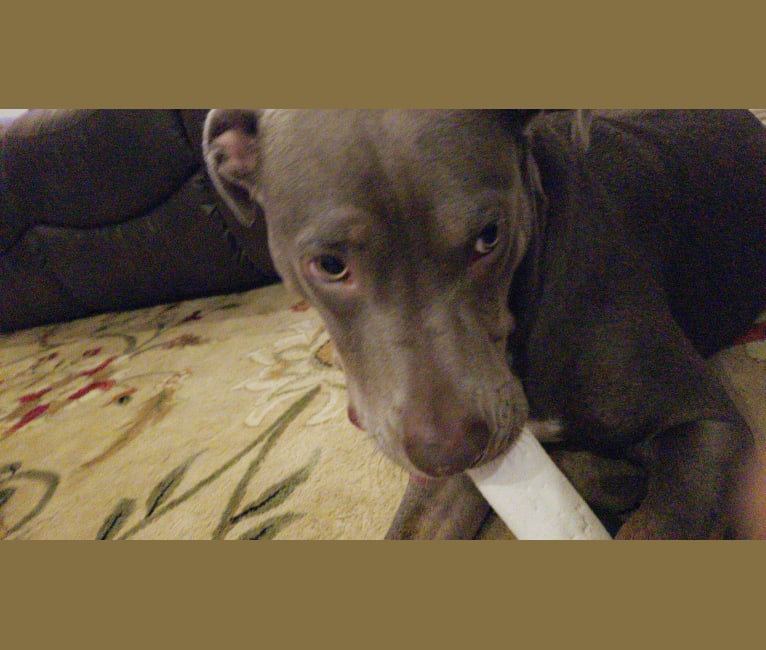 Lucky Monan Krebs, an American Pit Bull Terrier tested with EmbarkVet.com