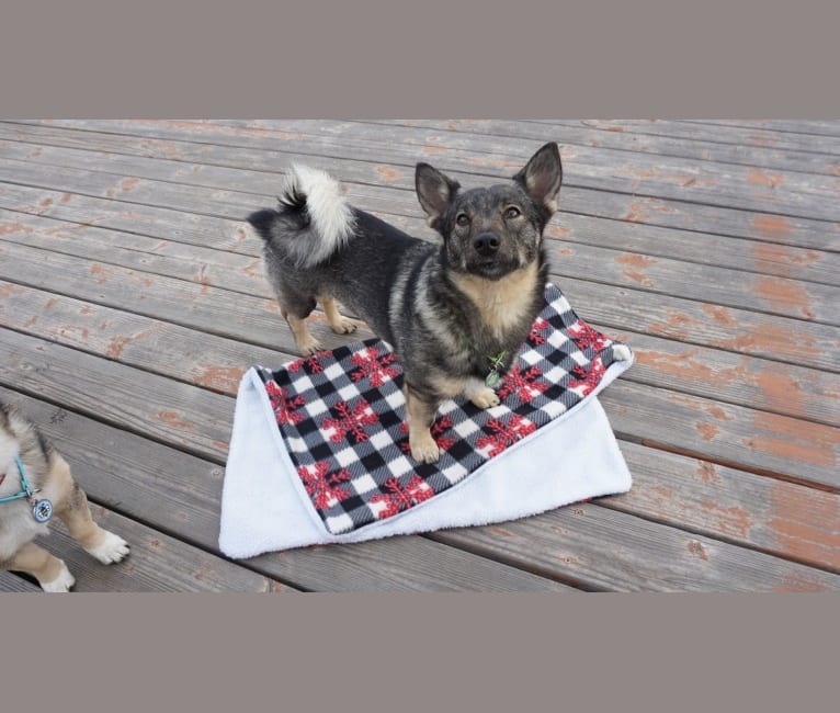 Windstorm's Ashes In the Snow, a Swedish Vallhund tested with EmbarkVet.com