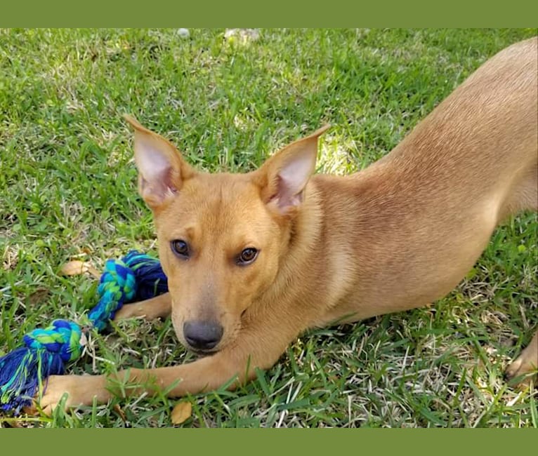 Australian shepherd pitbull terrier mix 2025