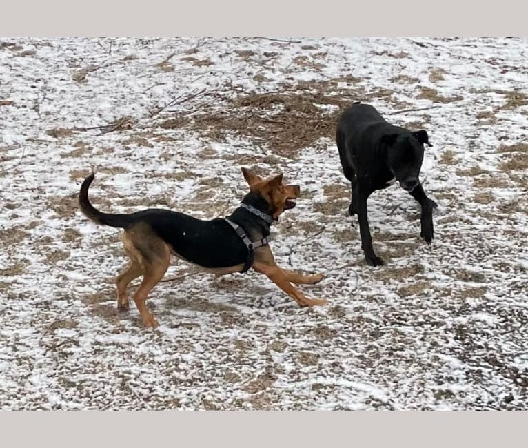 Photo of Marley, a Bloodhound, Treeing Walker Coonhound, and Rottweiler mix in Wichita, Kansas, USA
