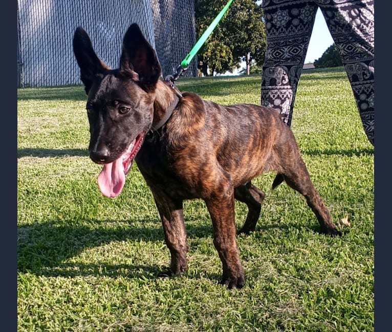 Static, a Dutch Shepherd tested with EmbarkVet.com