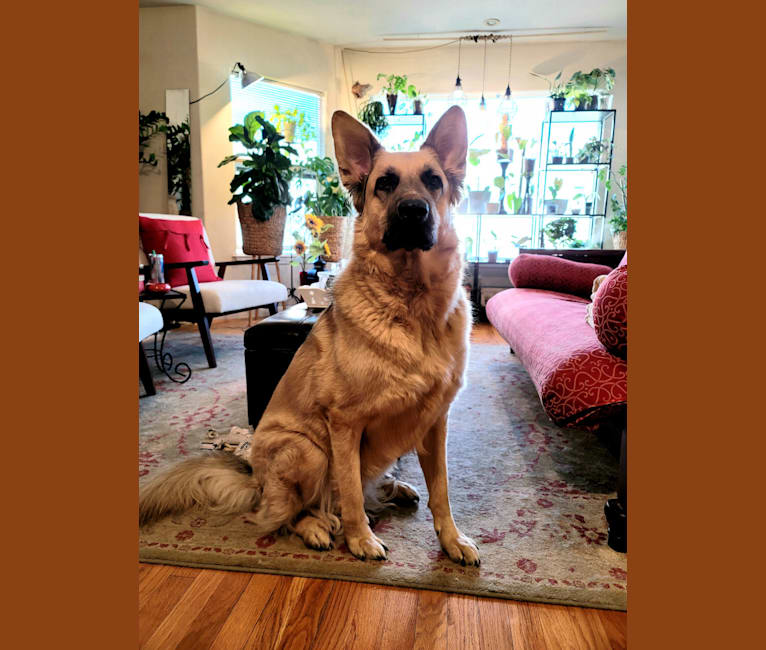 Photo of Marley, a German Shepherd Dog and American Staffordshire Terrier mix in SF, California, USA