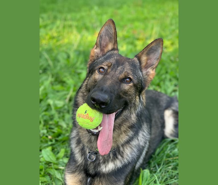 Vom eisenherz german shepherds clearance