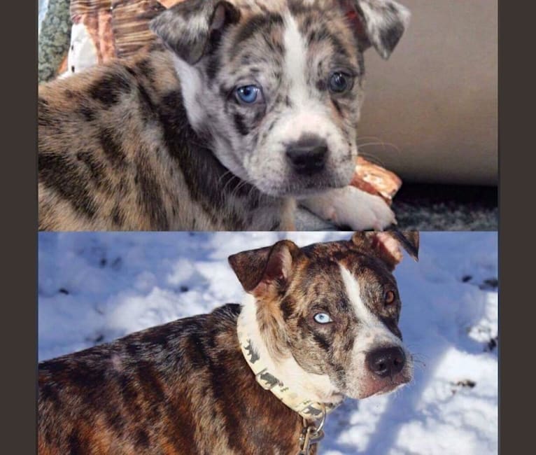 Hammer, a Boston Terrier and Australian Cattle Dog mix tested with EmbarkVet.com