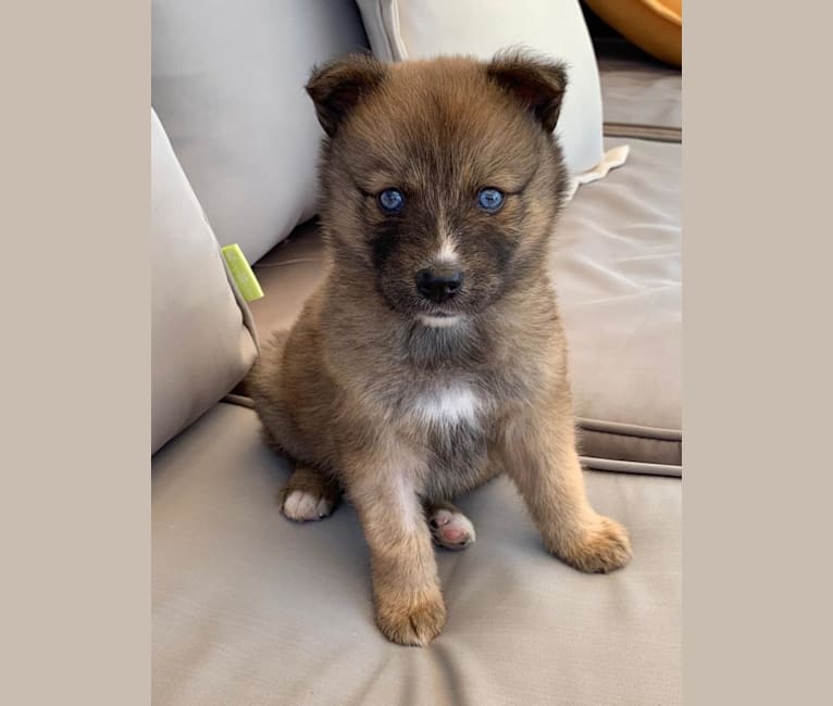 Thai, a Pomsky (7.5% unresolved) tested with EmbarkVet.com