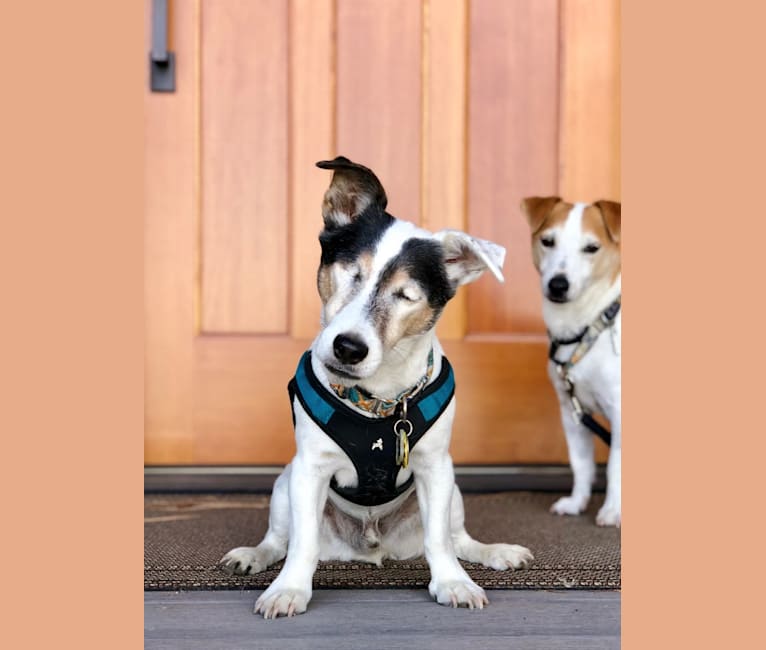 Frankie, a Russell-type Terrier and Smooth Fox Terrier mix tested with EmbarkVet.com