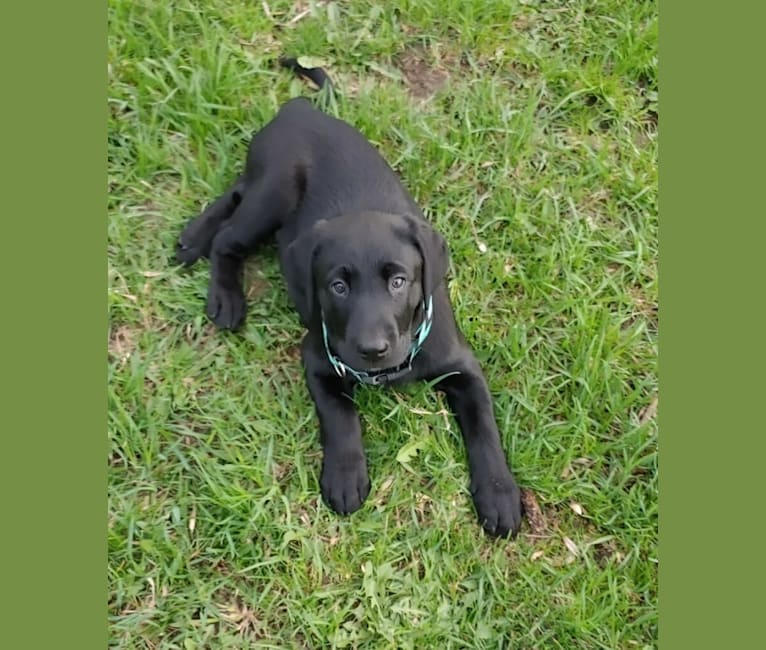Charley, a Labrador Retriever tested with EmbarkVet.com