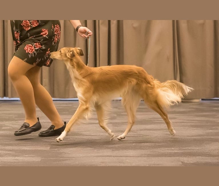 Dresden, a Silken Windhound tested with EmbarkVet.com