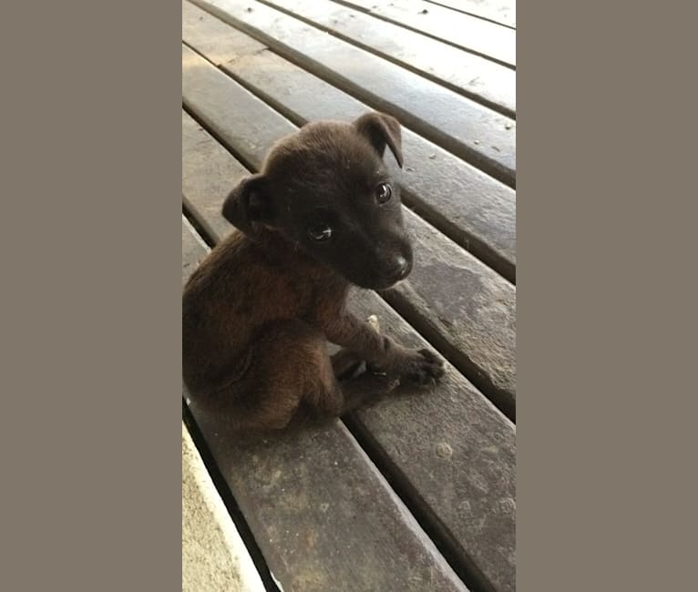 Lovo, a Melanesian Village Dog tested with EmbarkVet.com