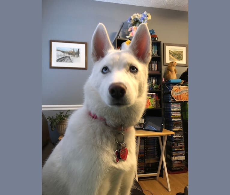 embark dog dna test breed