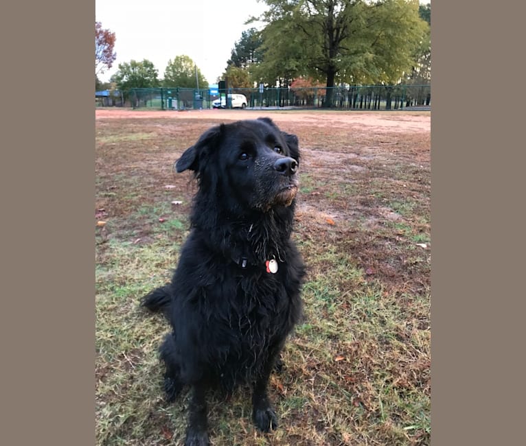 Flat coated retriever chow mix outlet