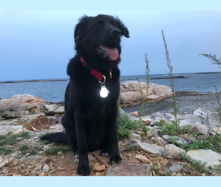 Henry, a Labrador Retriever and Chinese Shar-Pei mix tested with EmbarkVet.com