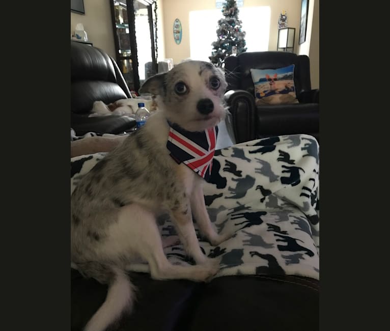 Cody, a Chihuahua and Chinese Crested mix tested with EmbarkVet.com