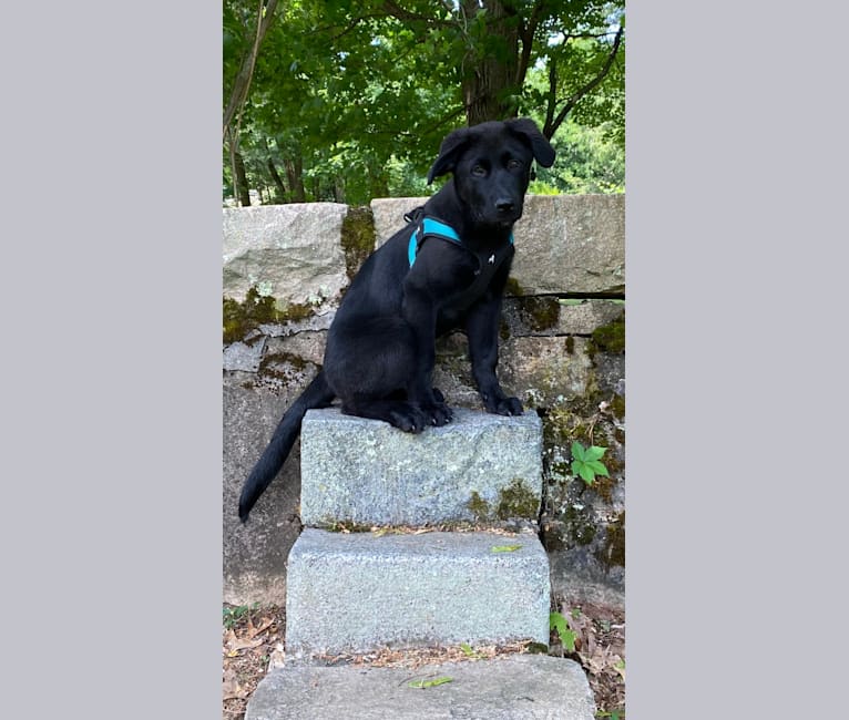 Otto (Othello), a German Shepherd Dog and Newfoundland mix tested with EmbarkVet.com