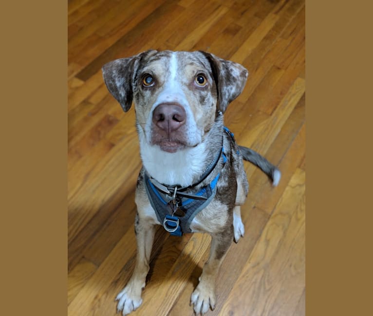 Oliver, an American Pit Bull Terrier and Australian Shepherd mix tested with EmbarkVet.com
