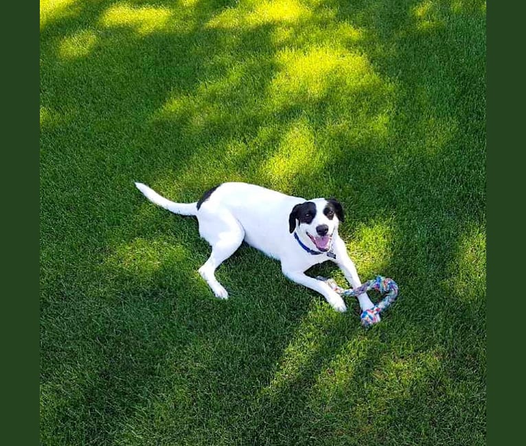 Shiloh, a Staffordshire Terrier and Beagle mix tested with EmbarkVet.com