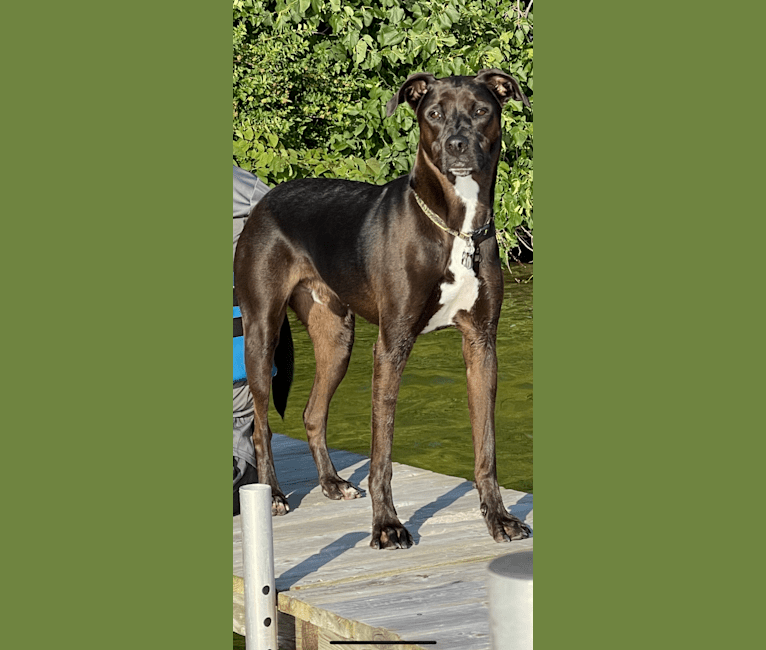 Axel, a Staffordshire Terrier and Rottweiler mix tested with EmbarkVet.com