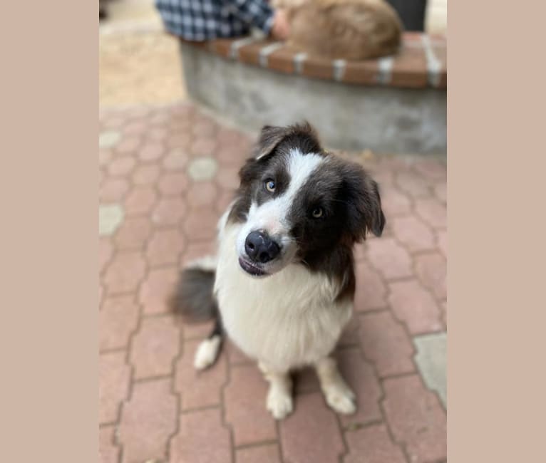 Dash, a Border Collie and Australian Shepherd mix tested with EmbarkVet.com