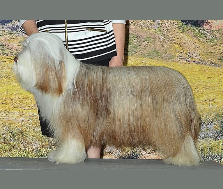 Spindrift Loves Truffle Kisses, a Bearded Collie tested with EmbarkVet.com