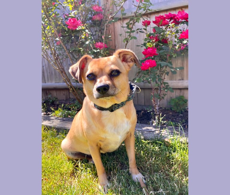 embark dog dna test breed