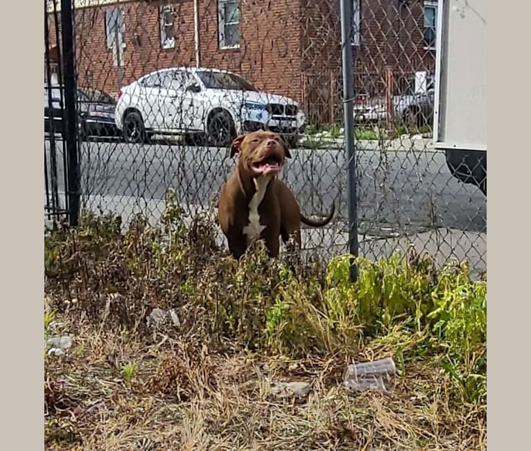 Photo of Ross, an American Bully, American Pit Bull Terrier, and American Bulldog mix in Jersey City, New Jersey, USA