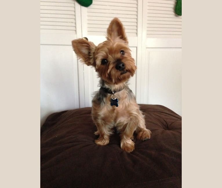 Wilson, a Yorkshire Terrier and Silky Terrier mix tested with EmbarkVet.com