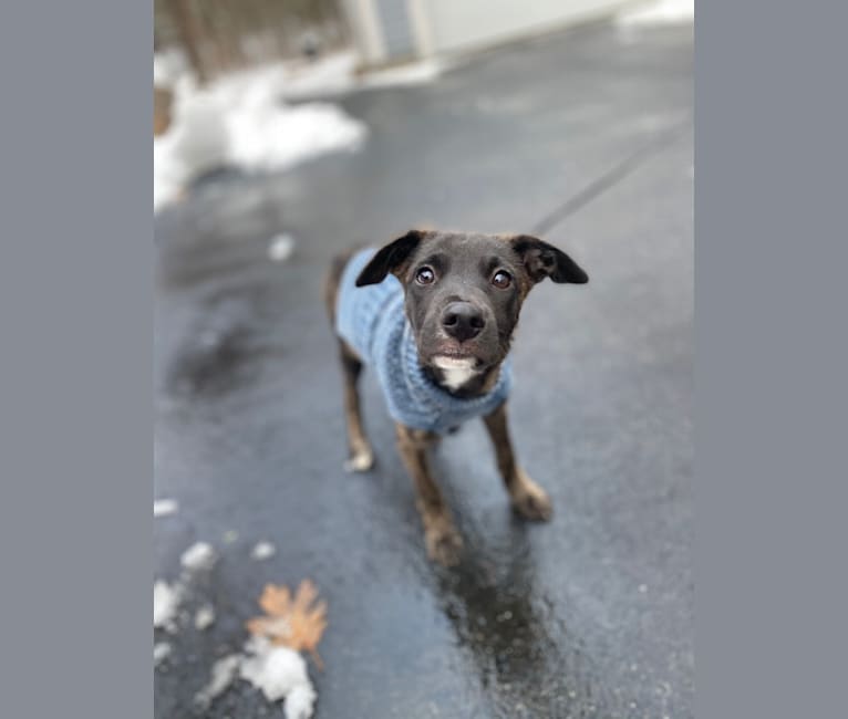 Photo of Moon, an American Village Dog mix