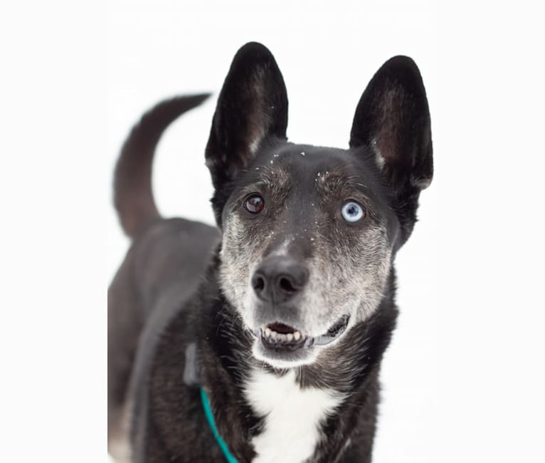 Koda, a Siberian Husky and German Shepherd Dog mix tested with EmbarkVet.com