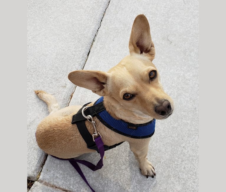 Photo of Swivel, a Chihuahua, Poodle (Small), and Mixed mix in Glendale, Arizona, USA
